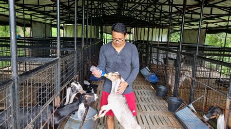 cavite milker|@CaviteMilker .